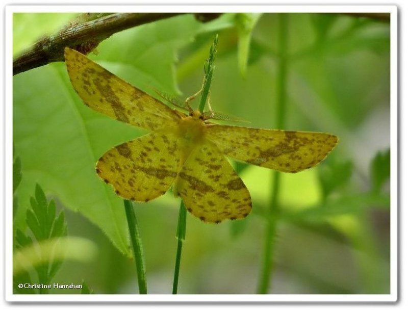 Geometer moth (Xanthotype sp.), male
