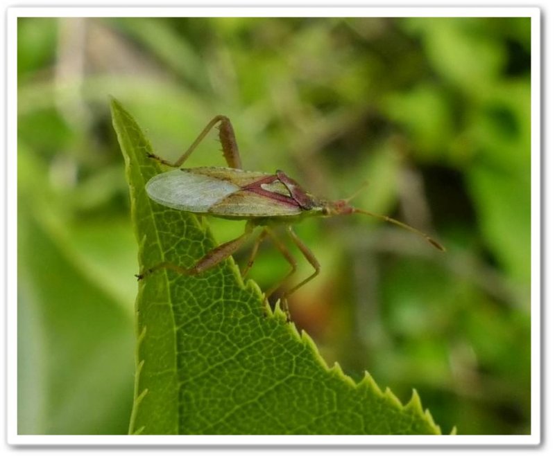 Scentless plant bug  (Harmostes reflexulus)