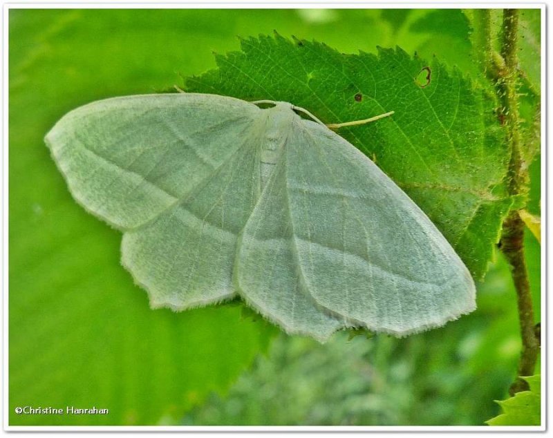 Pale beauty moth (Campaea perlata), #6796