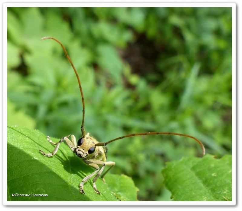 Linden borer (Saperda vestita)