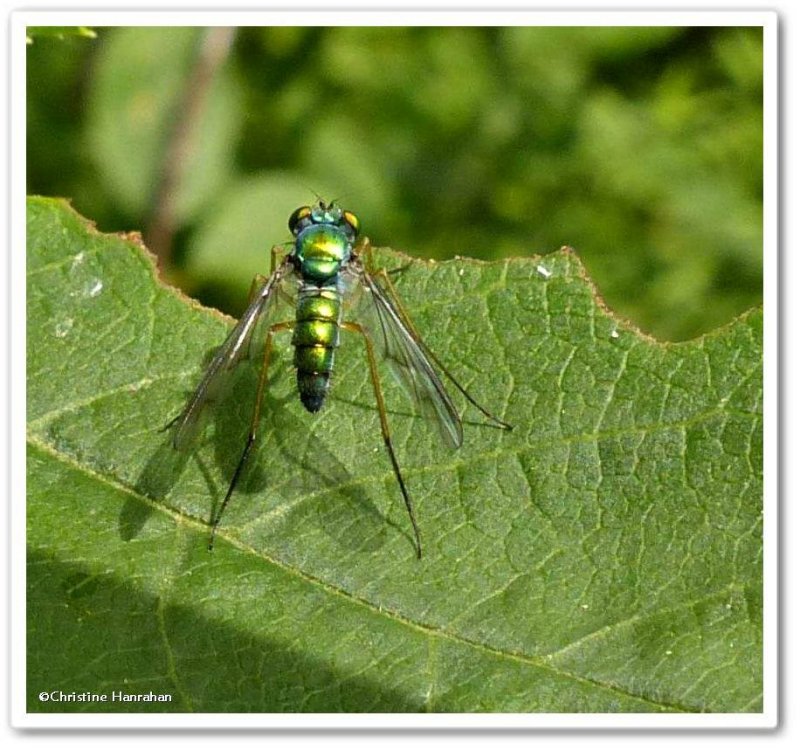 Long-legged fly (Condylostylus)