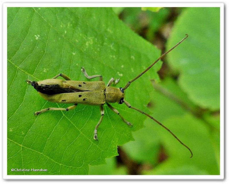 Linden borer (Saperda vestita)