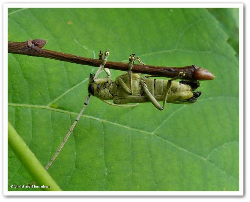 Linden borer (Saperda vestita)