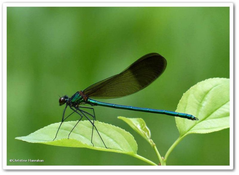 River jewelwing  (Calopteryx aequabilis)