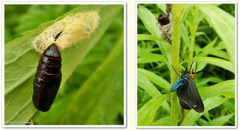 Virginia ctenucha moth (<em>Ctenucha virginica</em>) recently emerged from pupal case, #8262