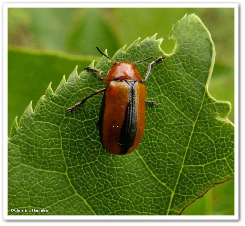 Clay-coloured leaf beetle (Anomoea laticlavia)