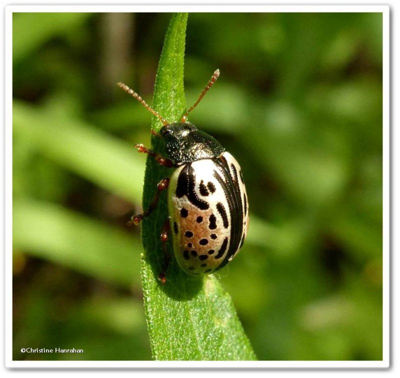 Calligraphic beetle (Calligrapha vicina)