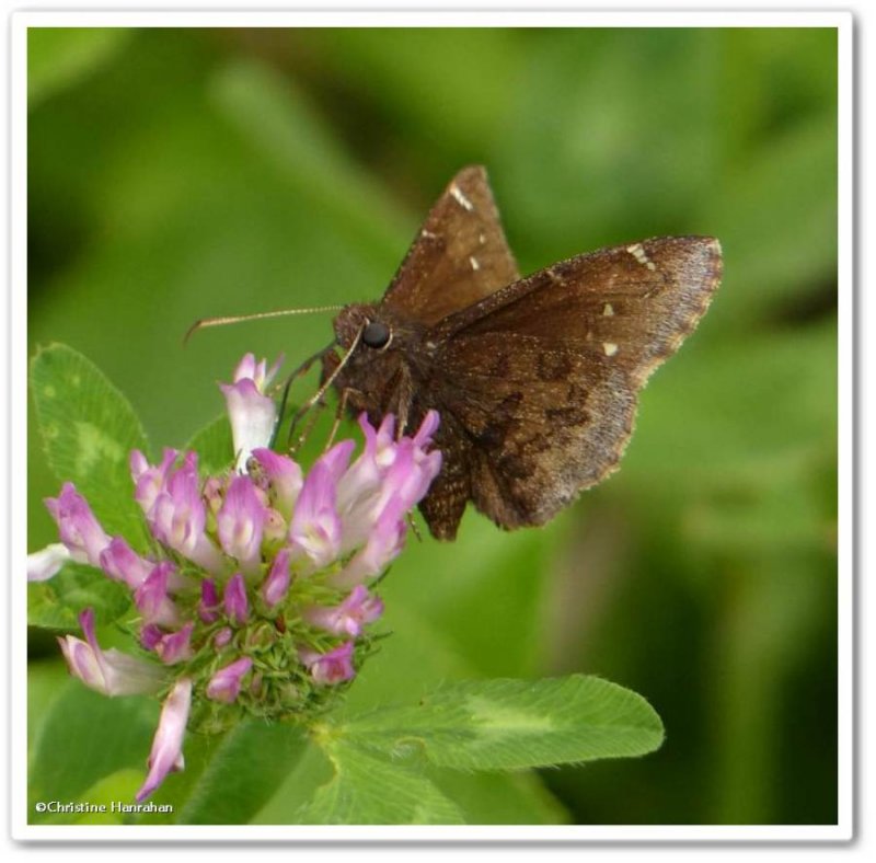 Northern cloudywing skipper (Thorybes pylades)