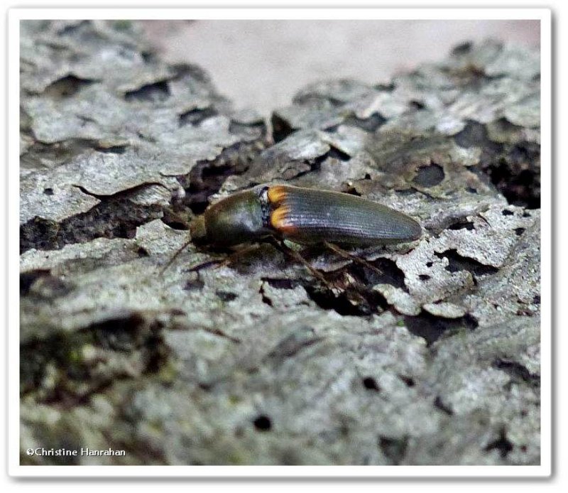 Click beetle (Ampedus sp.)