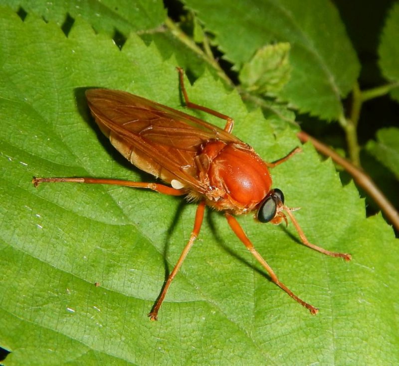 Xylophagid Fly (Coenomyia ferruginea)