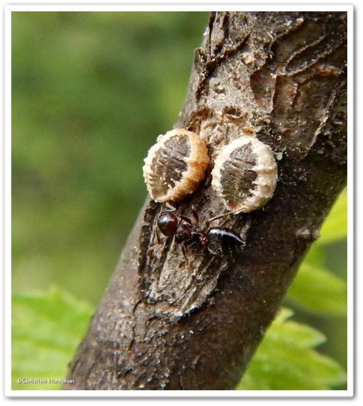 Scale Insects (Superfamily: Coccoidea)