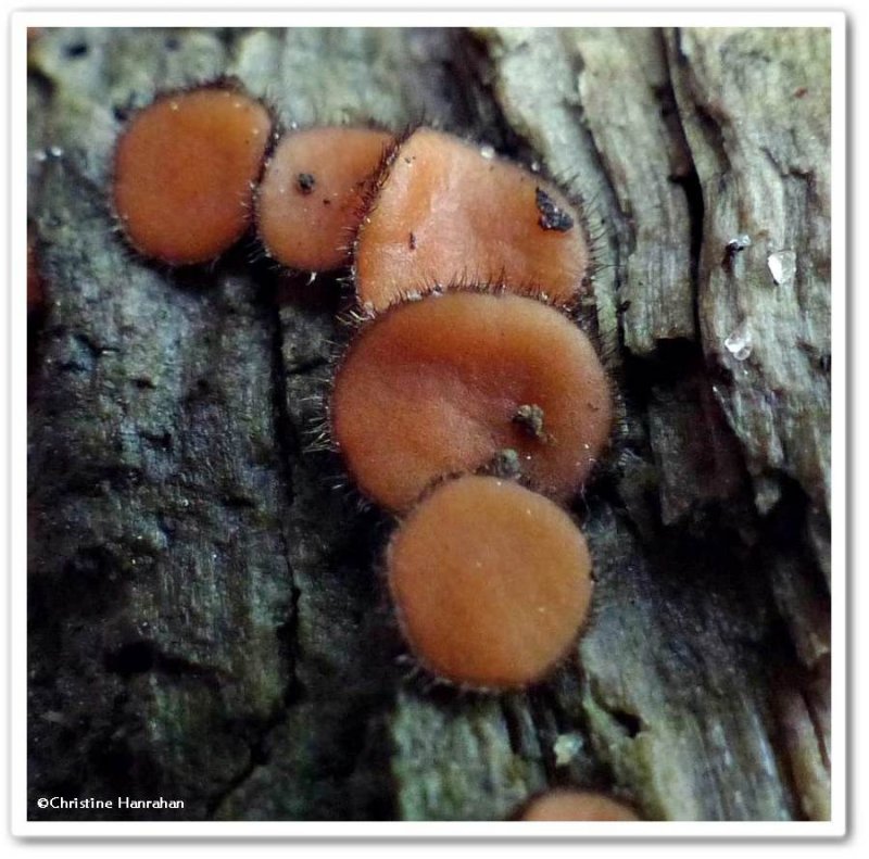 Eyelash fungi  (Scutellinia)