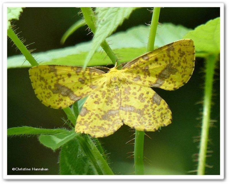 Geometer moth (Xanthotype sp.), male
