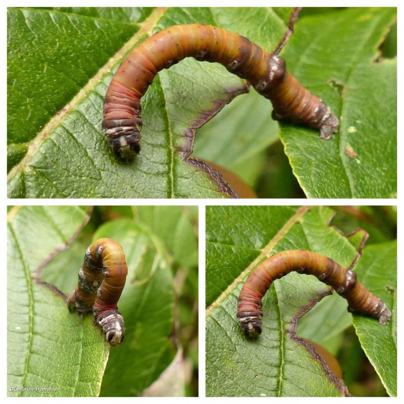 Looper caterpillar, possibly Maple Spanworm (Ennomos magnaria), #6797