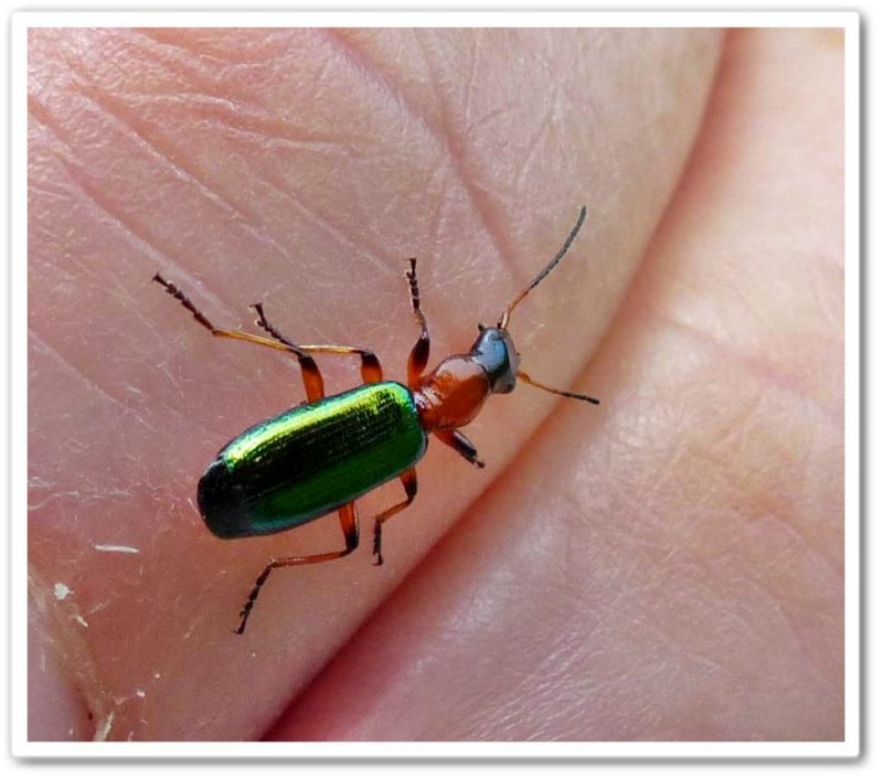 Ground beetle (Calleida punctata)