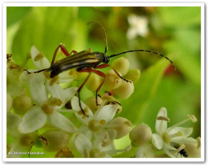 Flower longhorn beetle (Analeptura lineola)