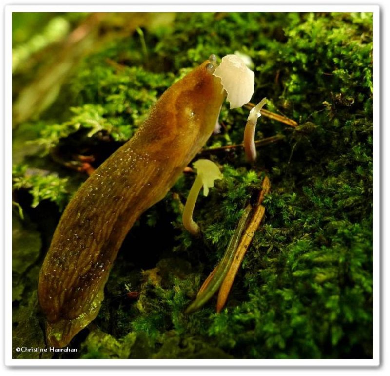 Slug: eating a mushroom