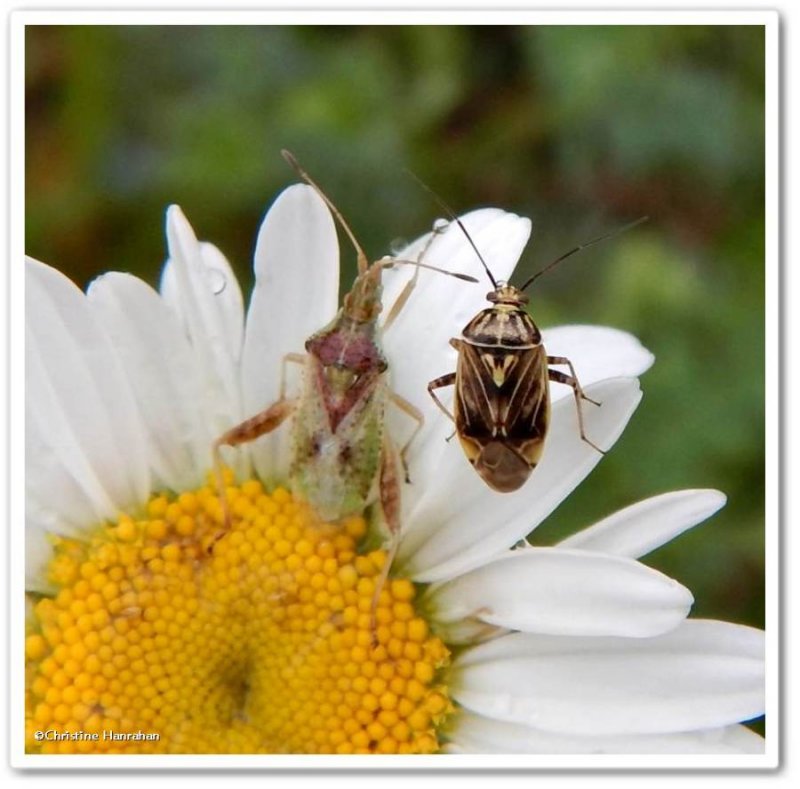 Scentless plant bug and Plant bug