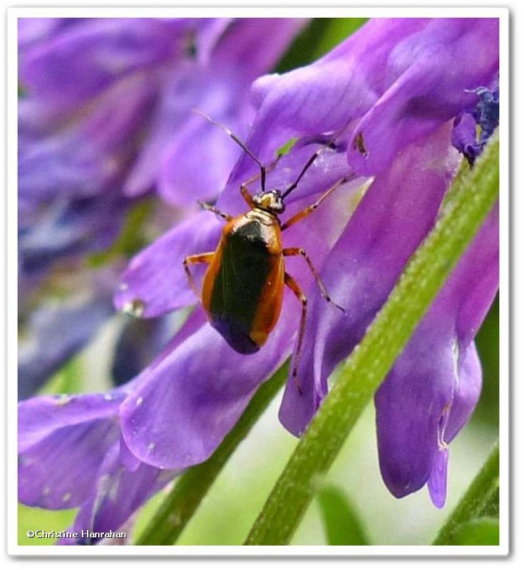 Red plant bug  (Metriorrhynchomiris dislocatus)