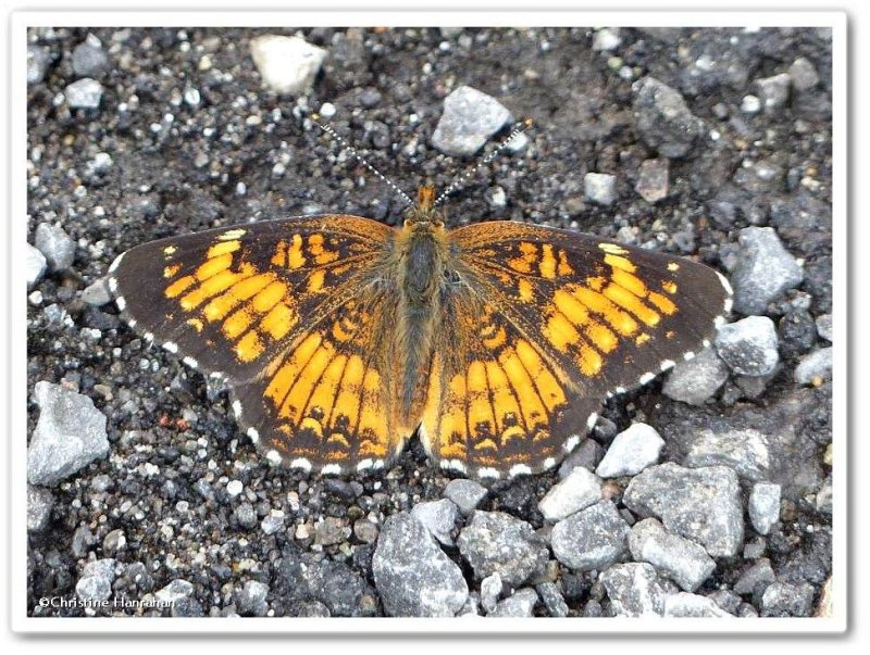 Harris's checkerspot butterfly (Chlosyne harrisii)