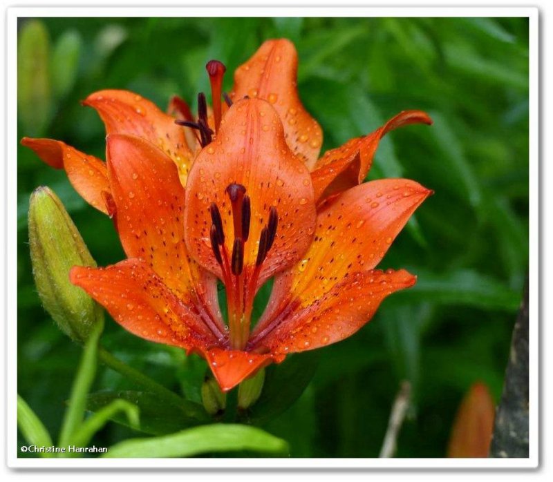 Lily, Wood (Lilium philadelphicum)