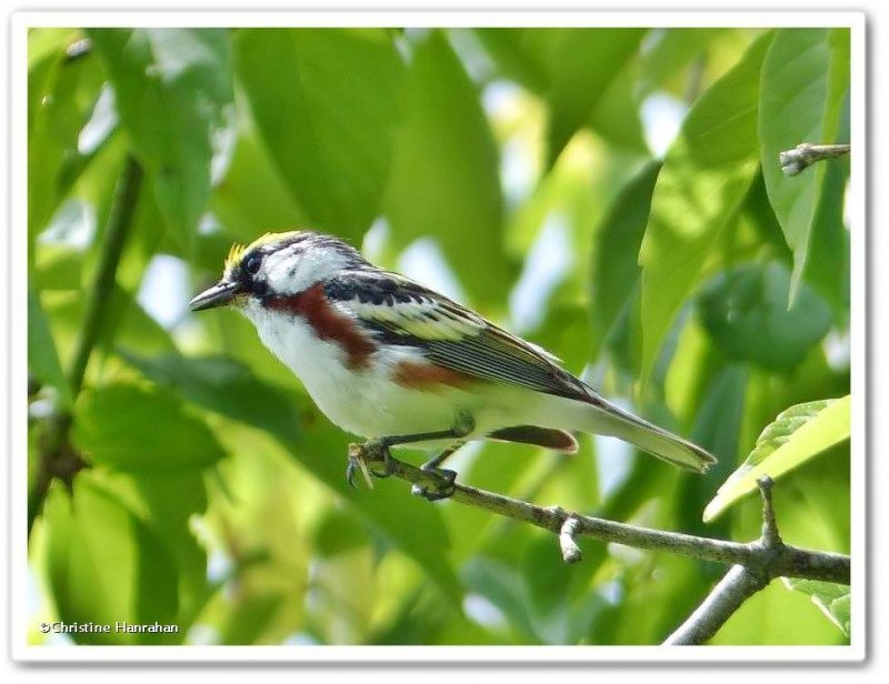 Chestnut-sided warbler