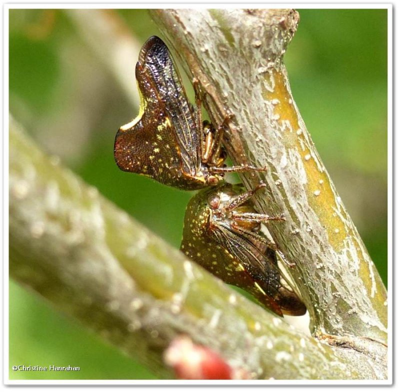 Treehoppers (Telamona monticola)