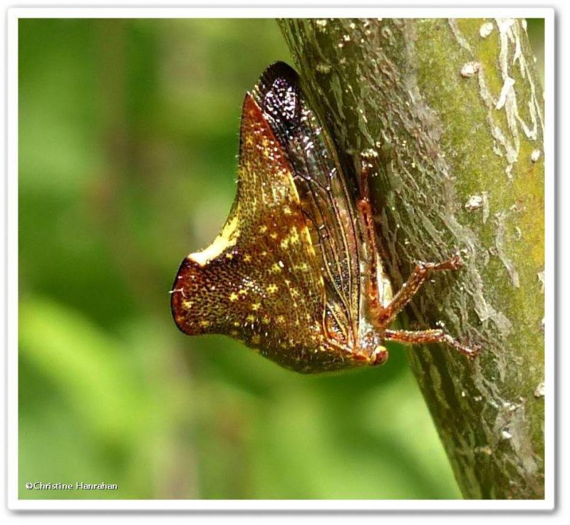 Treehopper (Telamona monticola)