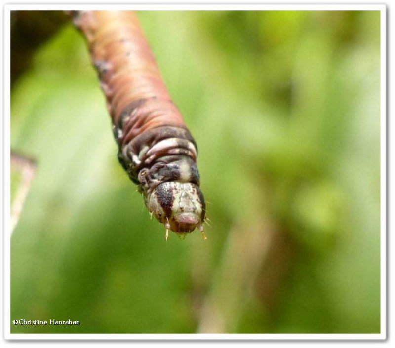 Looper caterpillar on dogwood, possibly Maple Spanworm (Ennomos magnaria), #6797