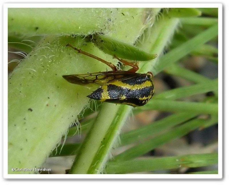 Treehopper (Ophiderma flava), male