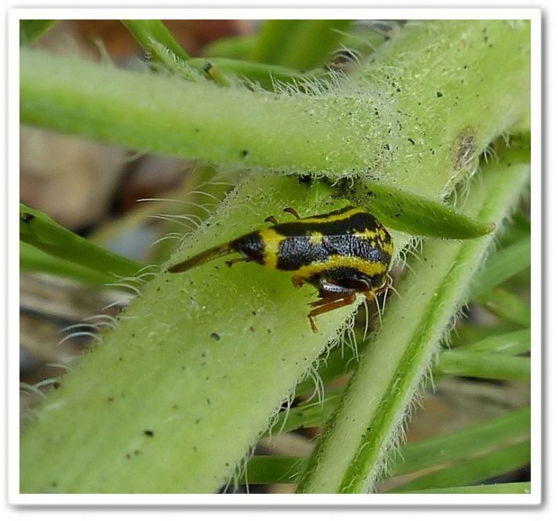 Treehopper (Ophiderma flava), male