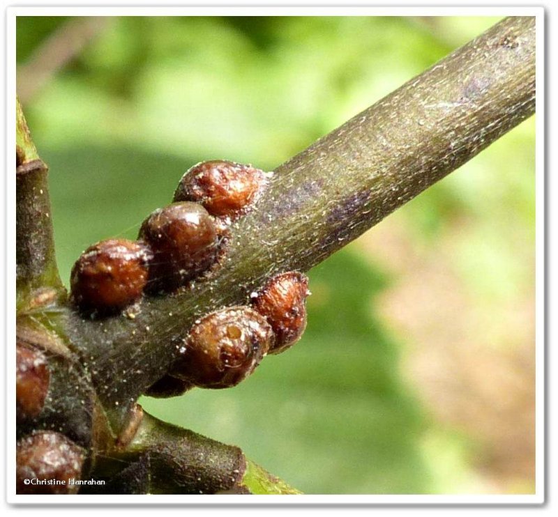 Scale insects on dogwood (Coccidae)