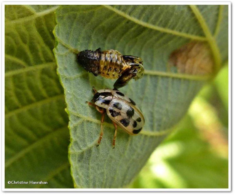 Alder leaf beetle  (Chrysomela mainensis)