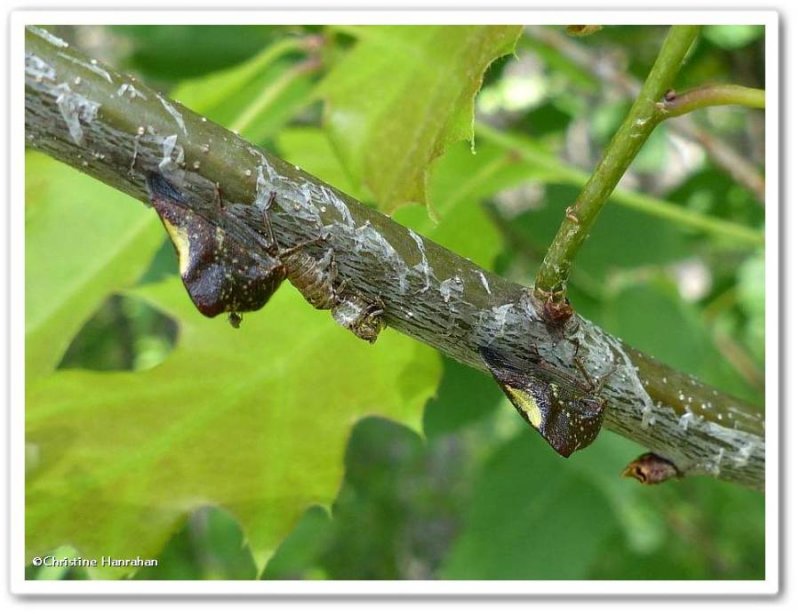 Treehopper (Telamona monticola)