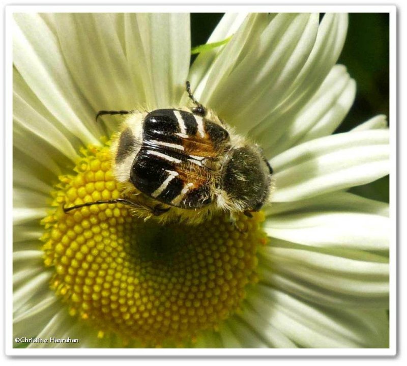 Flower scarab beetle (Trichiotinus) on ox-eye daisy