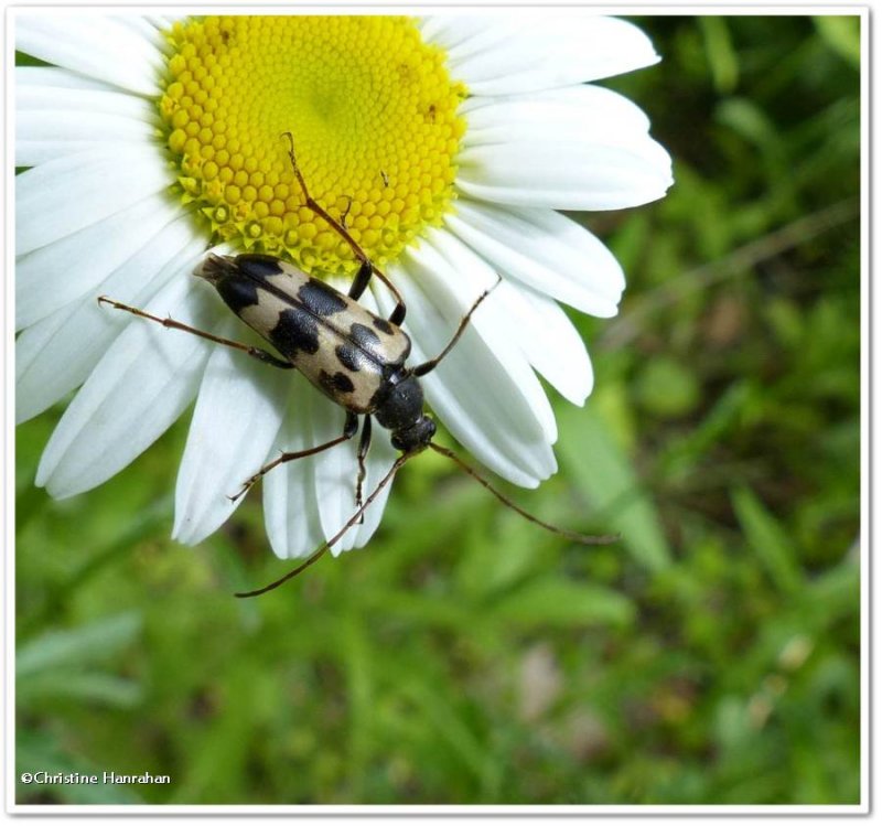 Longhorn beetle (Judolia)
