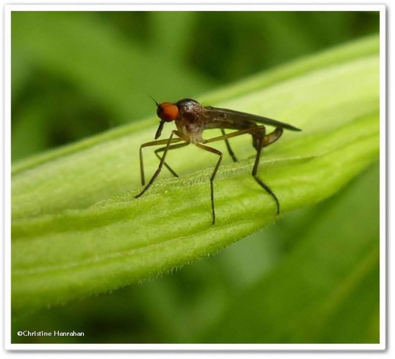 Long-tailed dance fly  (Rhamphomyia longicauda)