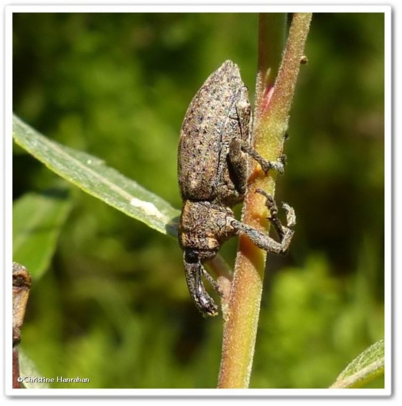 Weevil (Lepyrus palustris)