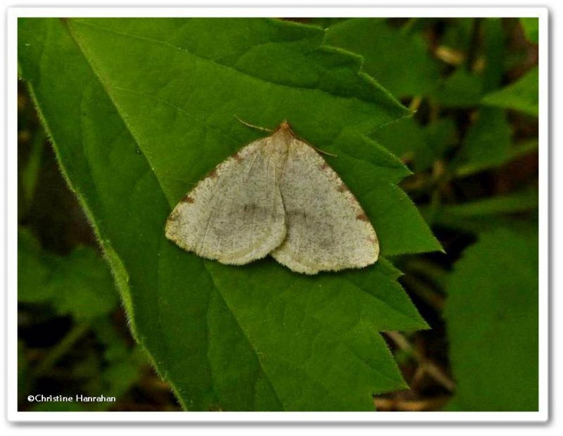 Moth, possibly a Macaria species