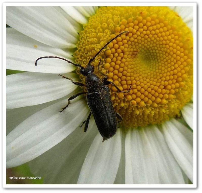 Longhorn beetle (Anoplodera pubera)