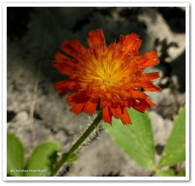 Orange hawkweed  (Hieracium aurantiacum)