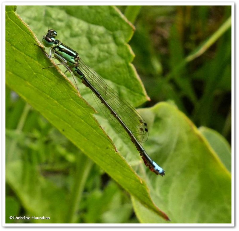 Eastern forktail (Ischnura verticalis ) with mites