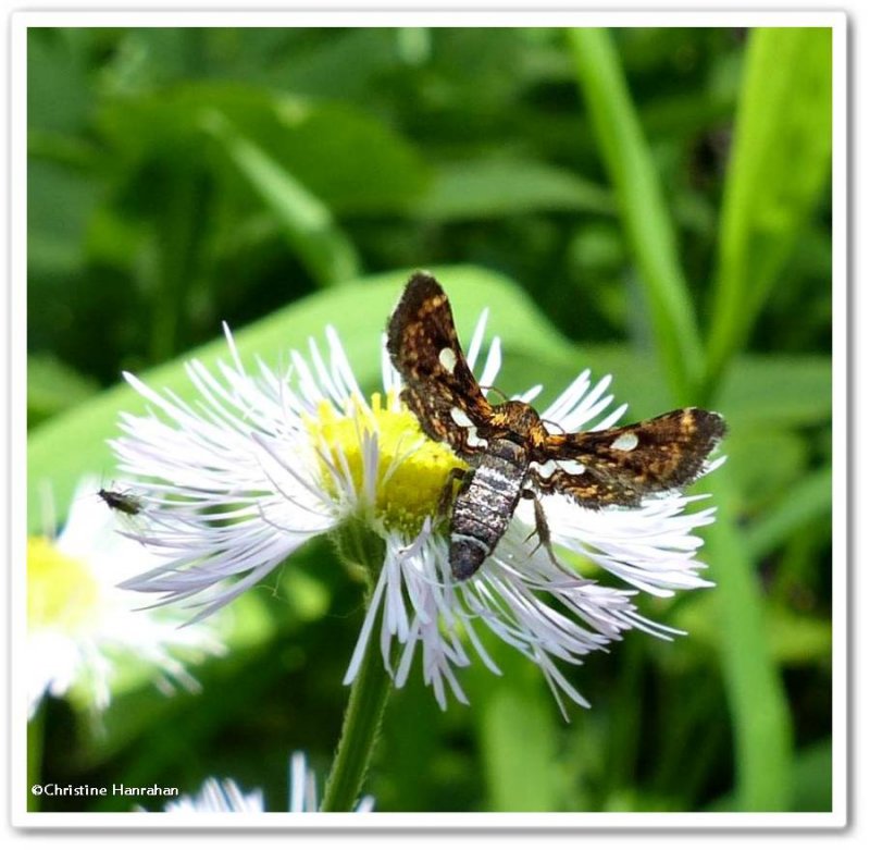 Spotted thyris moth (Thyris maculata), #6076