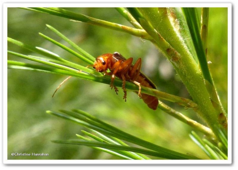 Soldier beetle (Cantharis)