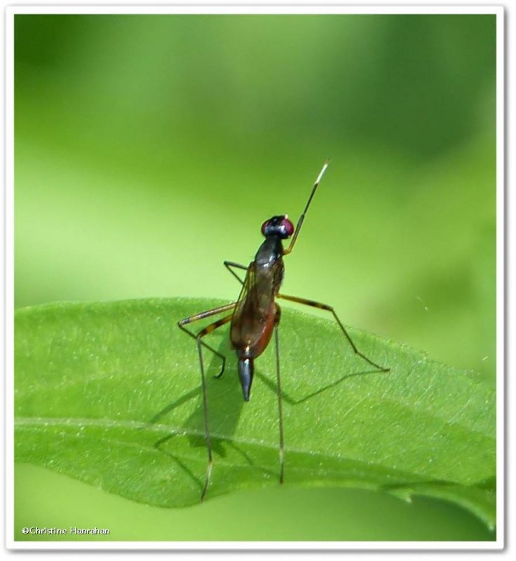 Stilt-legged fly  (Rainieria antennaepes), female