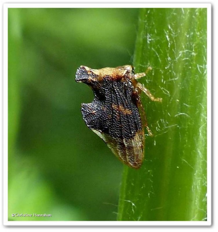 Treehopper (Entylia carinata)