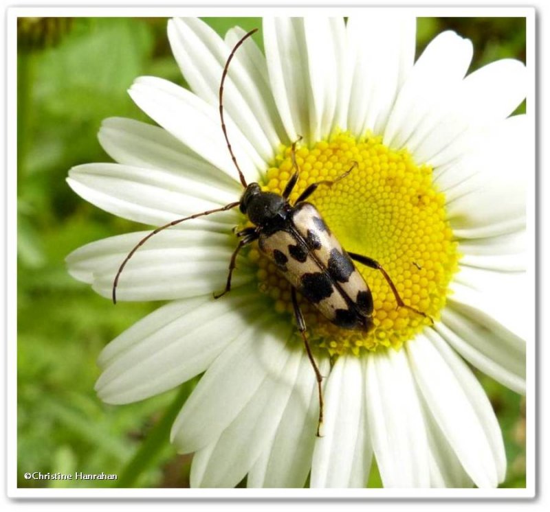 Longhorn beetle (Judolia)