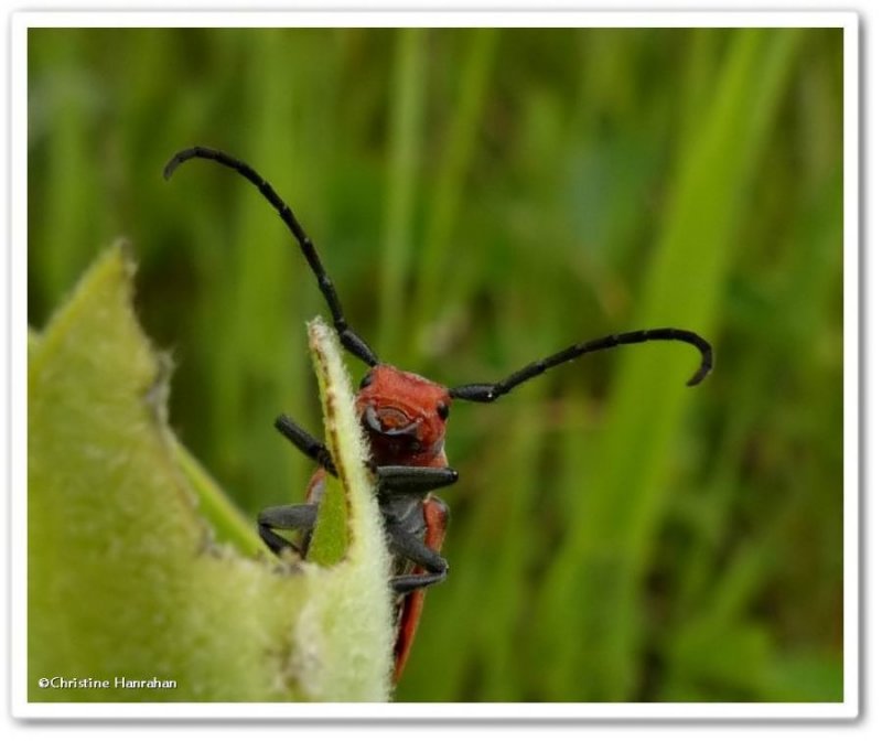 I see YOU!  Milkweed beetle (Tetraopes tetrophthalmus)