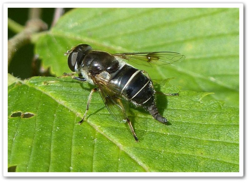 Hover fly (Eristalis obscura)
