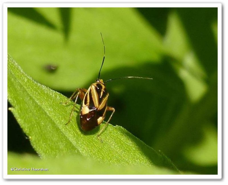 Plant bug (Miridae)